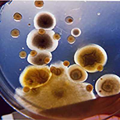 Curso microbiología ambiental